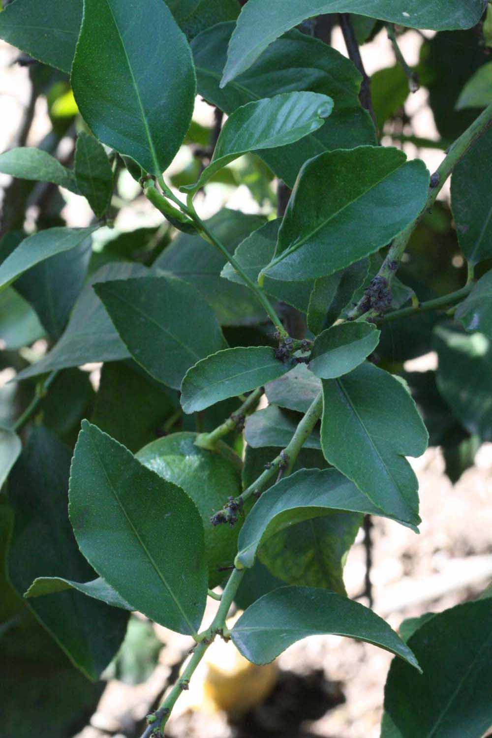              Shade leaves (Riverside, CA)       